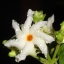 Shahina