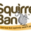 squirrel1