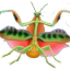 subtropicalgal