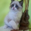 Appragdolls