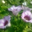 biosolaris