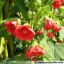 abutilon