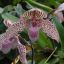 Orchids by Del Rei