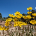 DenverDryGarden