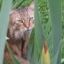 allicats