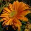theinspiredgarden