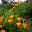 Glam Gardener