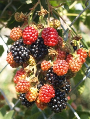 Black Satin Blackberry - Rubus ursinus 'Black Satin'