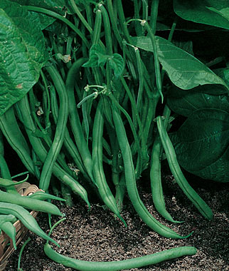 Blue Lake Beans - Phaseolus vulgaris 'Blue Lake'