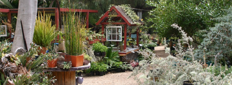 buenacreek_nursery-5_edited_816x301