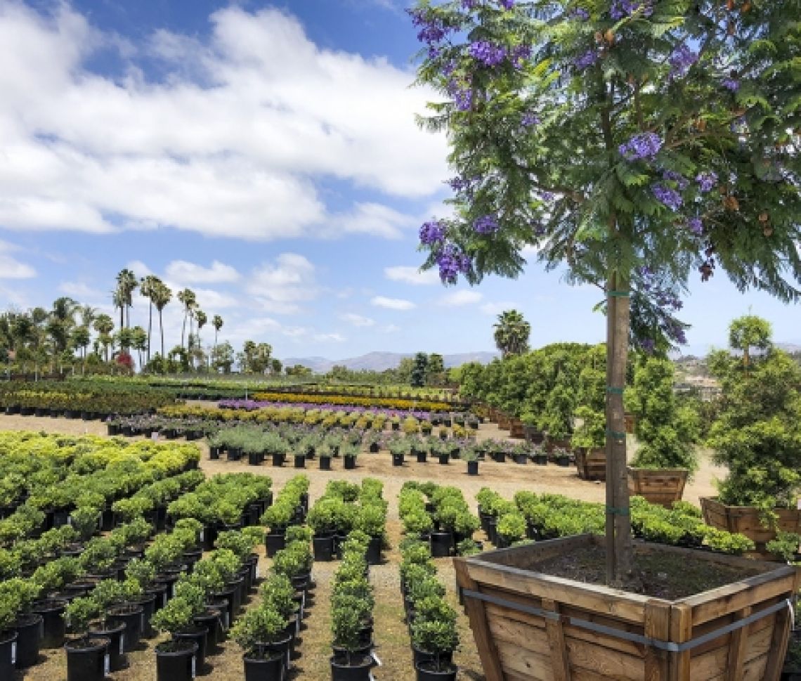 Evergreen Nursery