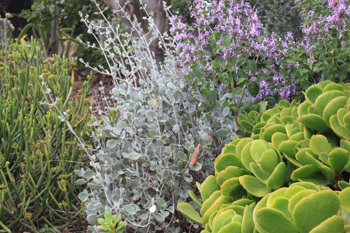 iloveplants