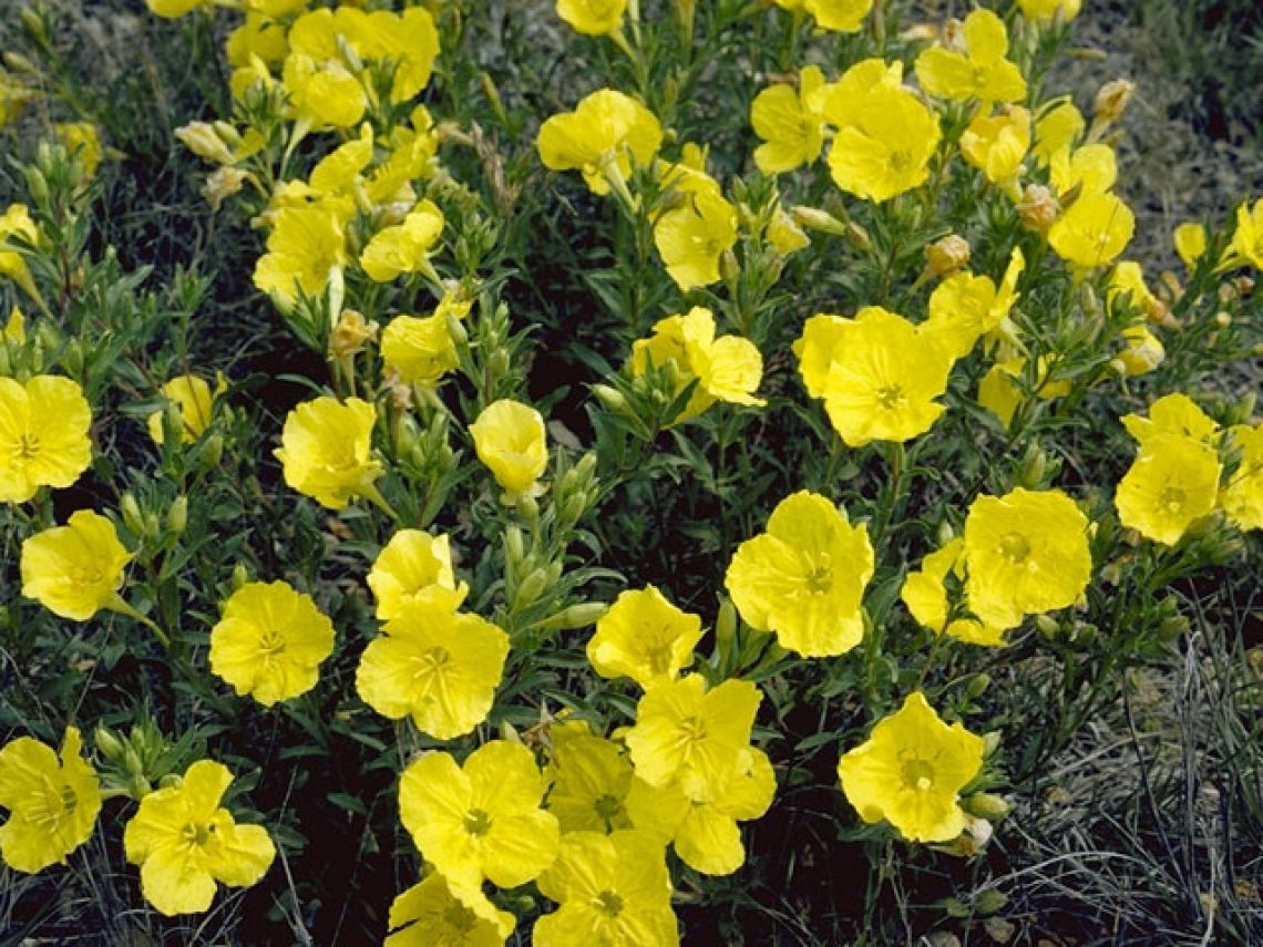 katiezinnia