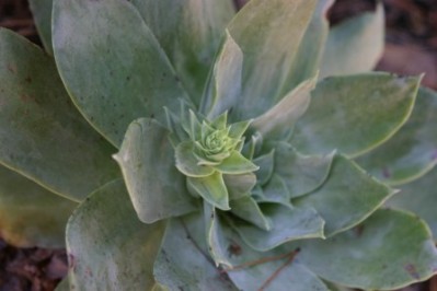 Dudleya spp