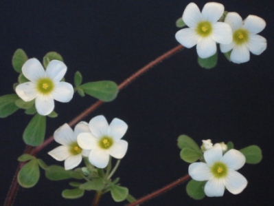 Oxalis ambigua - photo by Ron Vanderhoff