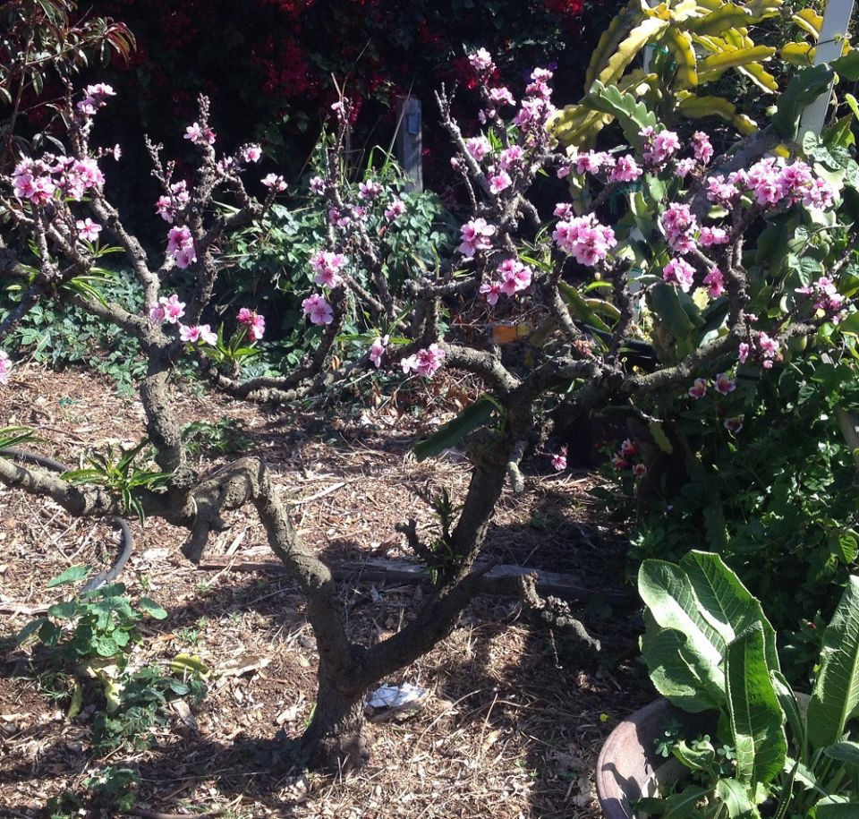 Prunus persica