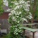 Cindy Allmon-photos