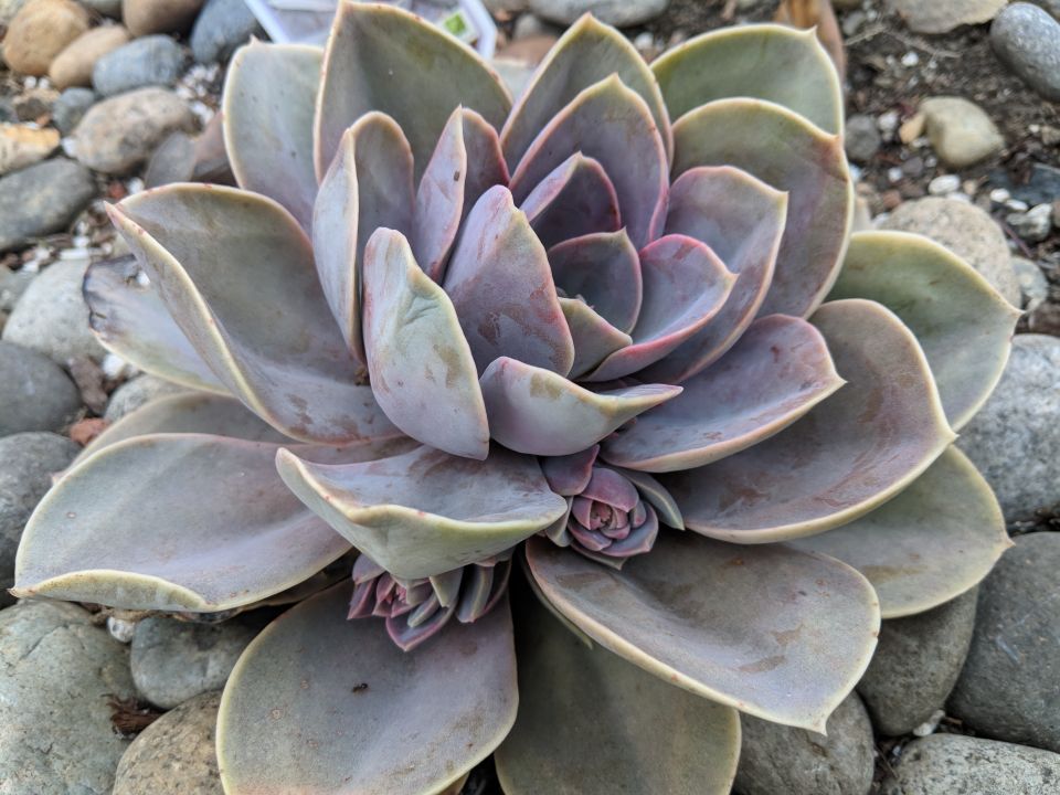 Echeveria sp 'Perle von Nurnberg'
