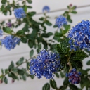 Around the House