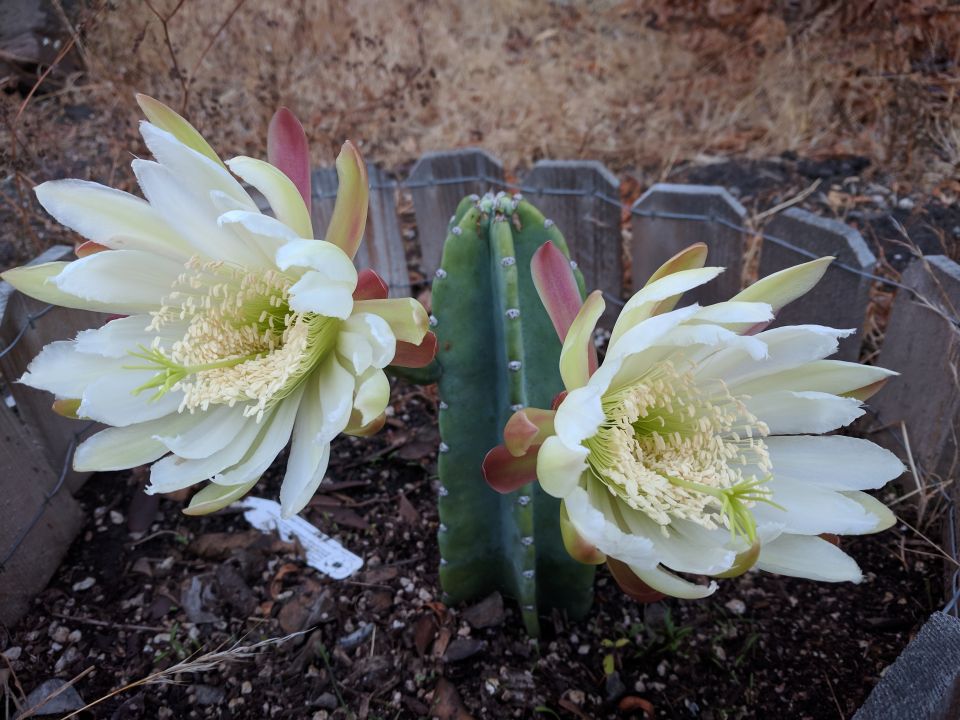 Cereus peruvianus