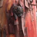 Bark and growth patterns.