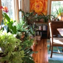 House Plants