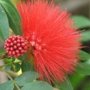 Mid-Winter Blooms - July 2011