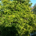 Nevins backyard