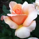 My Garden