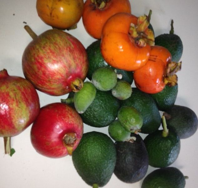 Punica granatum 'Wonderful'