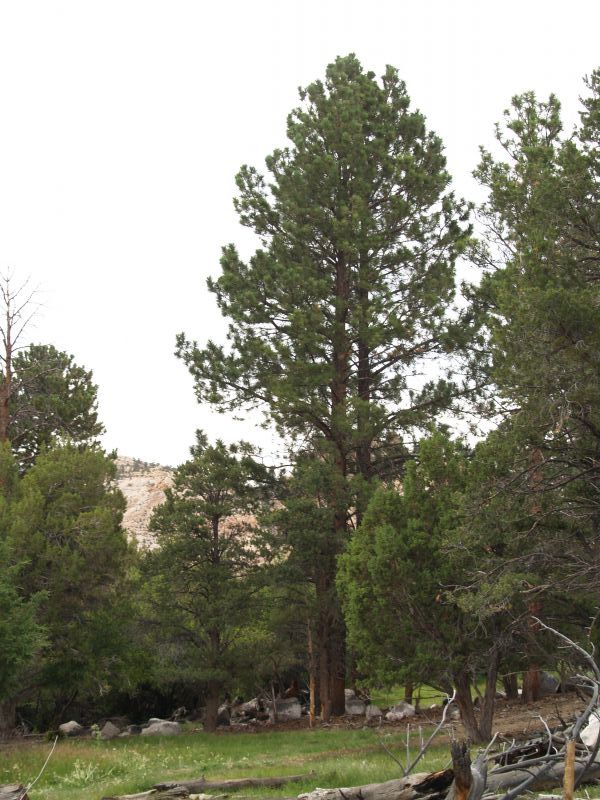 Pinus ponderosa