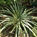 Cool Plants Around Town