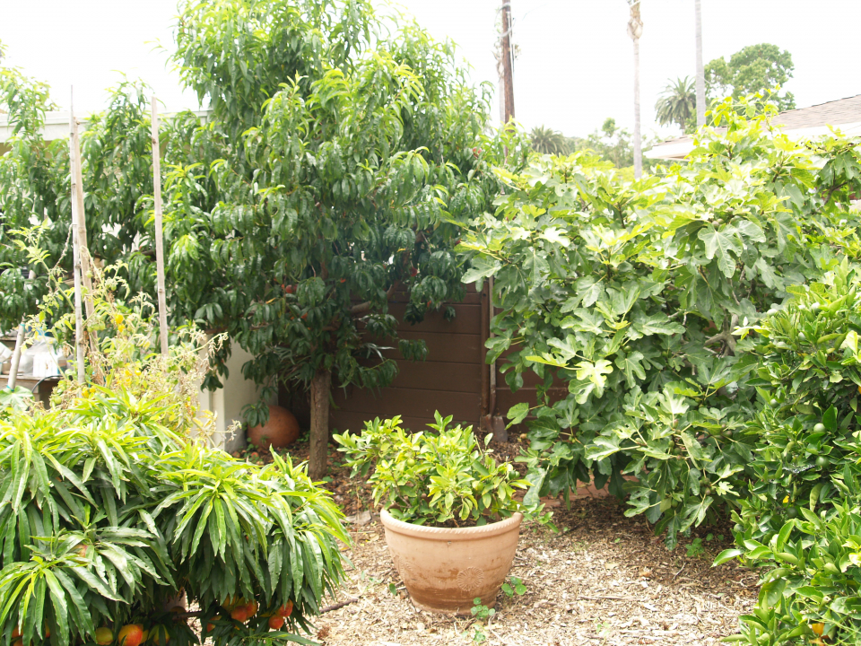 Prunus persica 'Babcock'