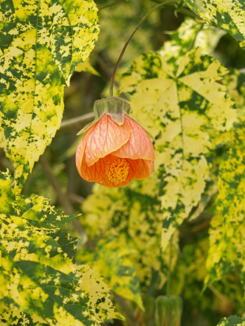 Abutilon x hybridum 'Apricot Glow'