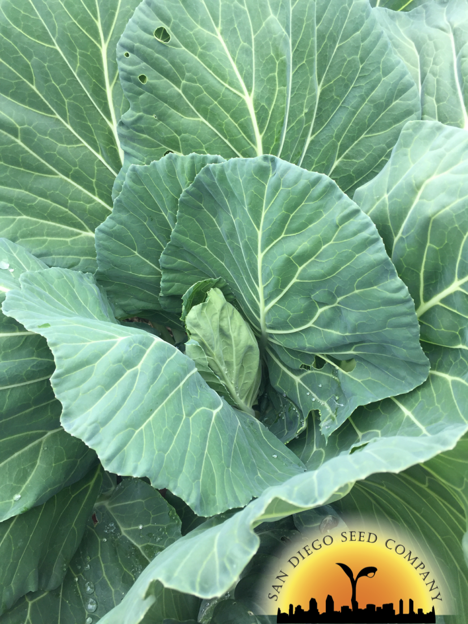Brassica oleracea ssp. Acephala Group 'Vates Collards' 
