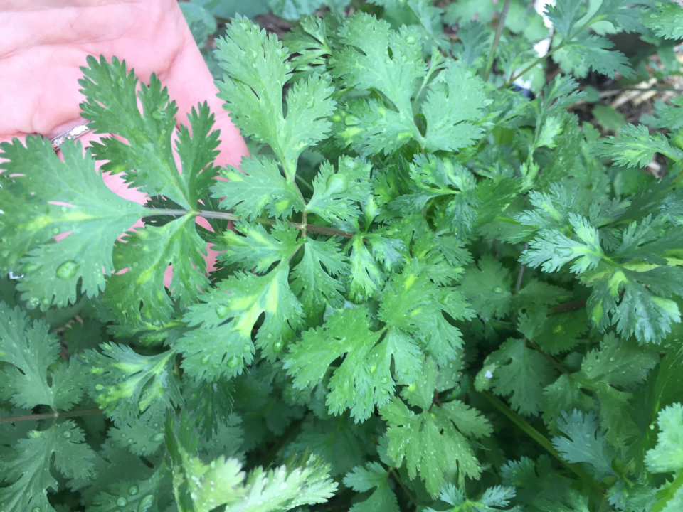 Coriandrum sativum 'Leisure' 
