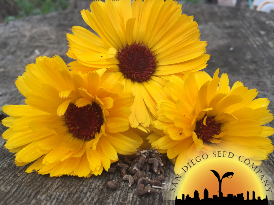 Calendula officinalis