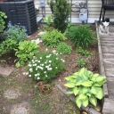 Jardin - 1 juin