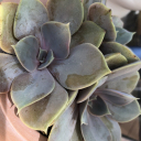 Succulentes