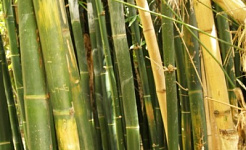 Plant Care for Ornamental Grasses & Bamboo