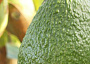 Avocado Monthly Plant Care