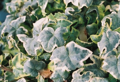 Gilded Hawke English Ivy - Hedera helix 'Gilded Hawke'