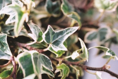 Lady Frances - Hedera helix 'Lady Frances'