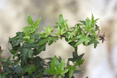 Midget Ivy - Hedera helix 'Midget'