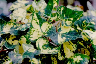 Midas Touch Ivy - Hedera helix 'Midas Touch'