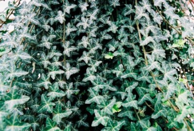 Walthamensis Ivy - Hedera helix 'Walthamensis'