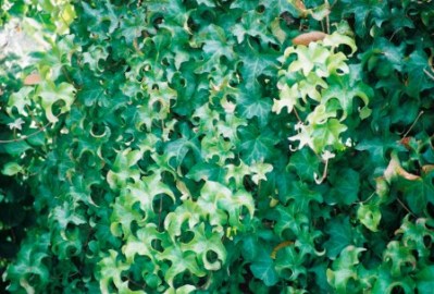 Dragon Claw Ivy - Hedera helix 'Dragon Claw'