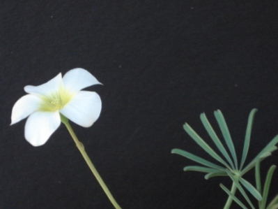 Oxalis cathara - photo by Ron Vanderhoff