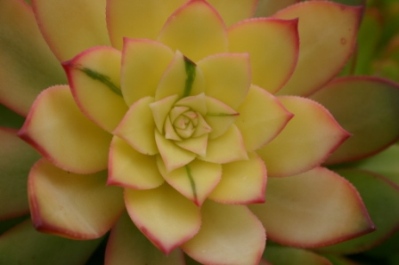 Aeonium Kiwi - Photo Courtesy Debra Lee Baldwin