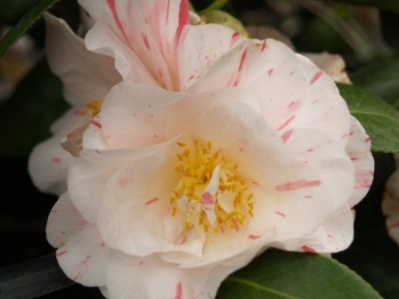 Camellia japonica Debutante